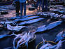 The fish souk in the early morning - Abu Dhabi