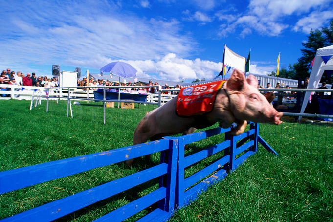 Cows and fried Coke: it's state fair season in the USA!