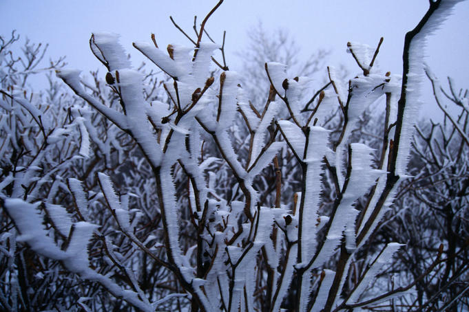 Effects of the combination of wind and cold in winter, Taebaeksan Provincial Park.