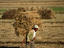 Farmer, South Korea