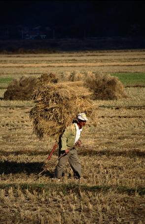 Heavy load: farmer and load passing through a field in South Korea.