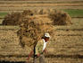 Heavy load: farmer and load passing through a field in South Korea.