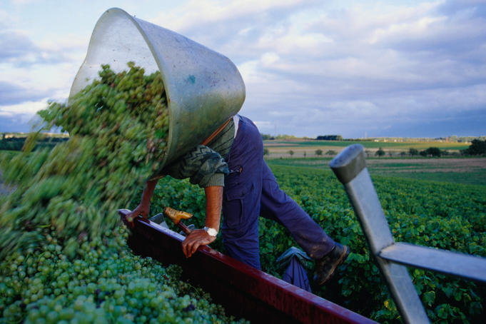 Man tipping Chassalais grapes into container in vinyard.