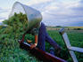 Man tipping Chassalais grapes into container in vinyard.