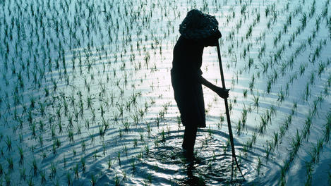 A farmer cleans a paddy field in the dawn light.
