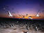 Flying and grounded birds, Malaysia