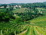 Vineyards along Kahlenburg Strasse, near wine village of Nussdorf.