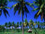 Palm trees and rice paddies, Labuhanlombok