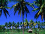 Palm trees, a small farm house and rice paddies of Labuhanlombok.