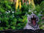 Image_4596-11