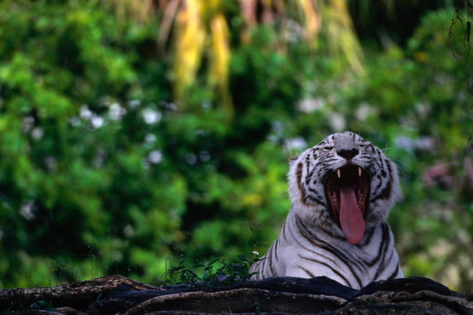 The White (Siberian) Tiger (Panthera leo) in the Miami Metro Zoo.