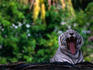 The White (Siberian) Tiger (Panthera leo) in the Miami Metro Zoo.