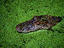 Image_463-1604