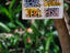 Jerk paradise, Caribbean Island