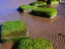 Blocks of moss on Findhorn beach in the Scottish Highlands