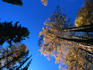 Tall larch and fir trees, Swiss national park, Engadine valley