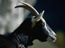 Swiss Mountain Goats are kept domestically for the rich milk they produce which is turned into cheese.