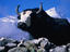 Image_4853-4