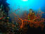 A diver and Sea Fan at Liberty, Bali.