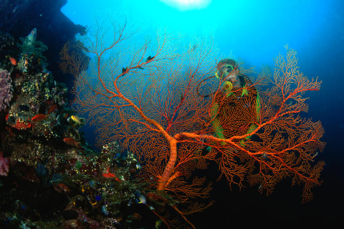 A diver and Sea Fan at Liberty, Bali.