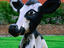 Image_4928-35