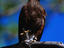 Harris hawk, Perquín