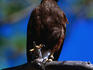 Harris hawk (Parabuteo unicintus) on branch.