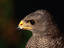 Gray hawk, Perquín