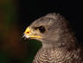 Gray hawk (Asturina nitidus).
