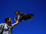 Man giving falconry display with Harris Hawk.
