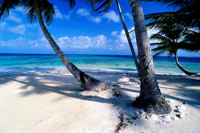 Palm trees bend to Caribbean Sea on key in San Blas Islands.