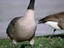 Canada Goose, Toronto