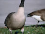 The distinctive Canada Goose (Branta canadensis)in Toronto.