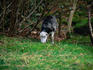 The Herdwick sheep, a breed of small hardy sheep with course dark wool which is indiginous to the Lake District, history has it that the Herdwick breed of sheep came from shipwrecked galleons from the Spanish Armada