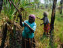 Sisters collecting pandanus for basket weaving in the Kikiyaw billabong, near Kudjekbinj, Arnhem Land.