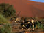Image_5020-3