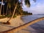 Palm trees, Ko Pha-Ngan
