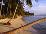 Palm trees on beach.