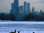 Four Canada geese, Chicago