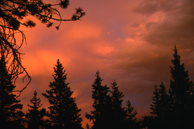 Evergreen trees frame a brilliant sunset in the Glacier National Park.