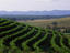 Image_5118-7