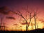 Dead trees, Airlie Beach