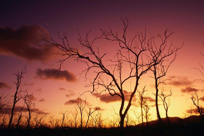 Dead trees against sunset near Airlie Beach.