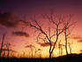 Dead trees against sunset near Airlie Beach.