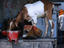Goat feeding on street, Delhi