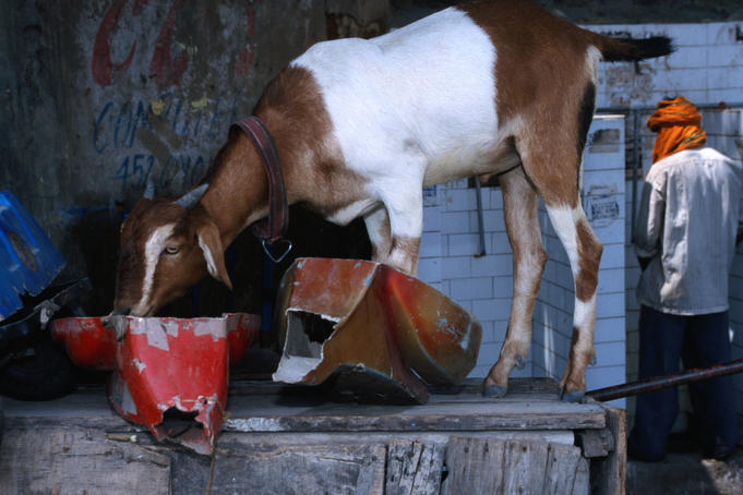 A goat feeding from a rusted container on a street in Old Delhi.
