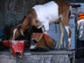 A goat feeding from a rusted container on a street in Old Delhi.