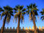 Al Amr mosque and palms, Cairo