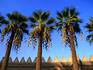 Al Amr mosque and palms.