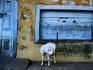 Goat in front of rundown house in Cochin.